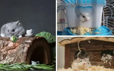 Tìm hiểu làm thế nào để chọn lồng phù hợp cho chuột hamster