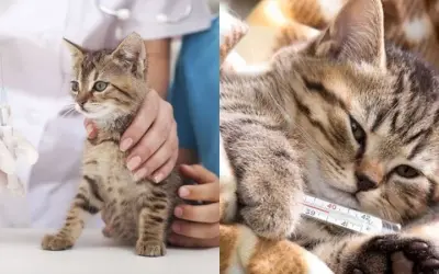 Dấu hiệu quan trọng làm thế nào để nhận biết mèo bị bệnh