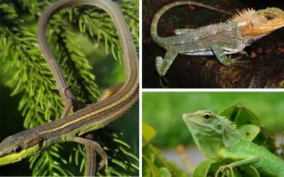 Loài bò sát nào có thể tái sinh đuôi khi bị kẻ thù tấn công