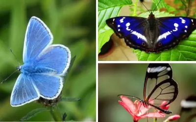 Loài bướm nào đẹp nhất thế giới với màu sắc rực rỡ nhất