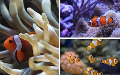 Loài cá nào sống ở rạn san hô có màu sắc sặc sỡ tuyệt đẹp