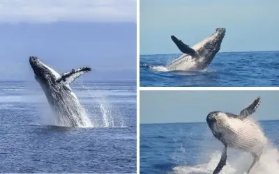 Loài cá voi nào đang có nguy cơ tuyệt chủng nghiêm trọng