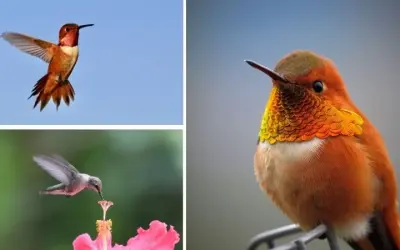 Loài chim nào ăn mật hoa làm nguồn thức ăn chính hằng ngày