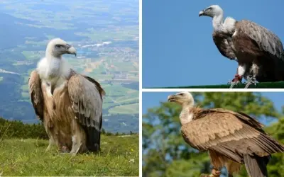 Sự thật thú vị về loài chim nào bay cao nhất hiện nay