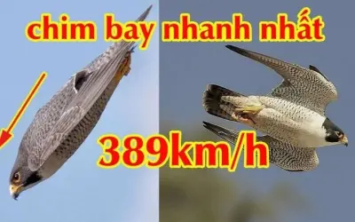 Loài chim nào bay nhanh nhất thế giới theo các nghiên cứu