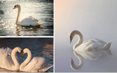 Loài chim nào chung thủy suốt đời khiến con người cảm động