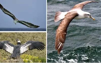 Loài chim nào có sải cánh dài nhất khiến ai cũng kinh ngạc