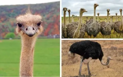 Loài chim nào đẻ trứng lớn nhất trong các loài chim sống