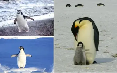 Loài chim nào không biết bay trong tự nhiên hoang dã