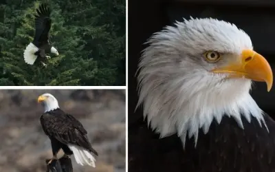 Loài chim nào là biểu tượng của nước Mỹ từ xưa đến nay