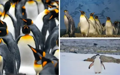 Loài chim nào sống ở Nam Cực có khả năng giữ nhiệt tuyệt vời