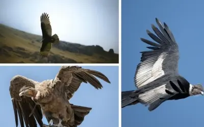 Loài chim nào sống ở vùng núi cao bay qua dãy tuyết lạnh