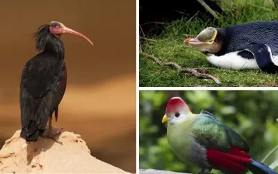 Tìm hiểu loài chim nào trong danh sách nguy cấp toàn cầu