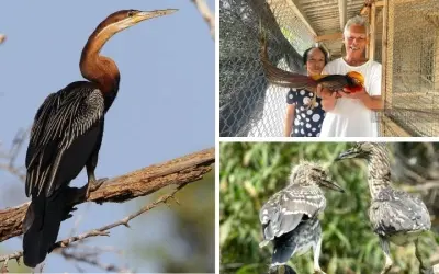 Loài chim nào trong sách đỏ Việt Nam có nguy cơ tuyệt chủng