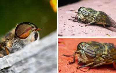 Loài côn trùng nào bay nhanh nhất khi săn mồi tốc độ cao