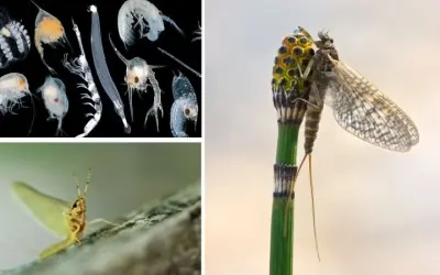 Loài côn trùng nào có vòng đời ngắn nhất trong tự nhiên