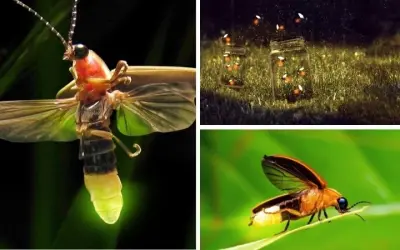 Loài côn trùng nào phát sáng vào ban đêm trong tự nhiên