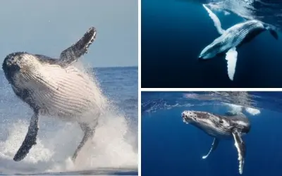 Loài động vật có vú lớn nhất thế giới là gì trong đại dương