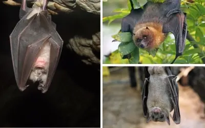 Loài động vật có vú nào biết bay trong tự nhiên hoang dã