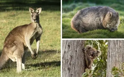Loài động vật có vú nào có túi và di chuyển bằng nhảy