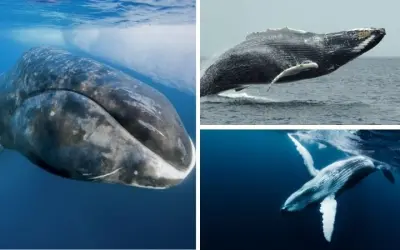 Loài động vật có vú nào sống lâu nhất khiến bạn ngạc nhiên