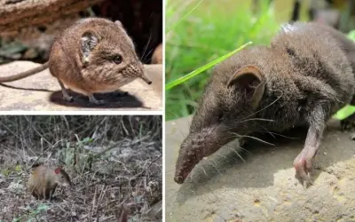 Loài động vật nào ăn nhiều nhất so với trọng lượng cơ thể