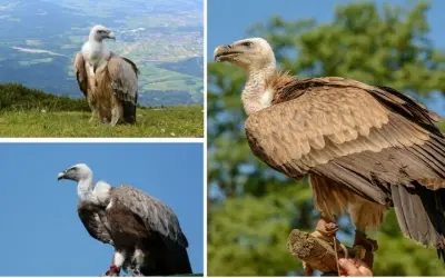 Loài động vật nào ăn xác thối để duy trì hệ sinh thái