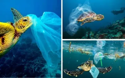 Loài động vật nào bị ảnh hưởng bởi ô nhiễm nhựa toàn cầu