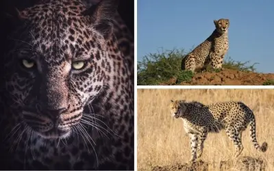 Sự thật thú vị về loài động vật nào chạy nhanh nhất thế giới