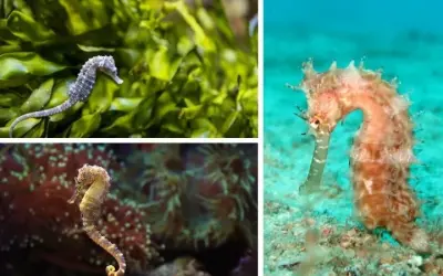 Loài động vật nào có cách sinh sản độc đáo nhất thế giới