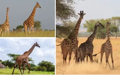 Loài động vật nào có chiếc cổ dài nhất và đặc điểm nổi bật