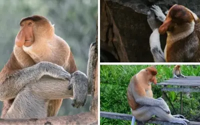 Loài động vật nào có chiếc mũi dài nhất trong tự nhiên