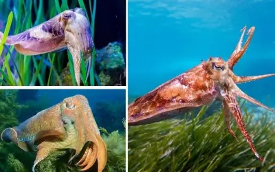 Loài động vật nào có đôi mắt lớn nhất từng được biết đến