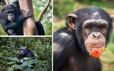 Loài động vật nào có hành vi xã hội phức tạp nhất hiện nay