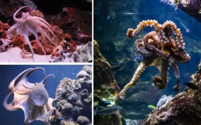 Loài động vật nào có hình dạng giống thực vật để ngụy trang