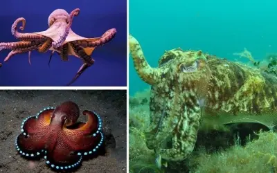 Loài động vật nào có khả năng ngụy trang tốt nhất hiện nay