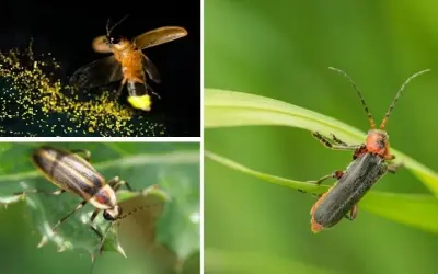 Loài động vật nào có khả năng phát sáng trong bóng tối