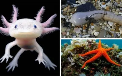 Loài động vật nào có khả năng tái sinh cơ thể hoàn toàn