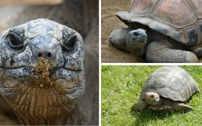 Loài động vật nào có tuổi thọ cao nhất trên Trái Đất