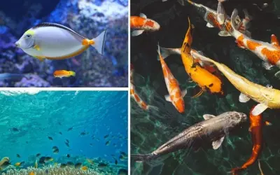 Loài động vật nào đẻ nhiều con nhất trong một lần duy nhất