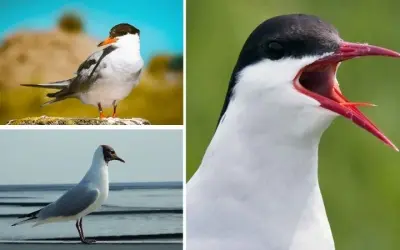 Loài động vật nào di cư xa nhất có hành trình ngoạn mục