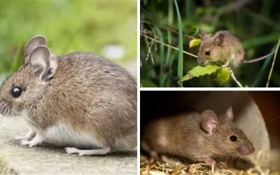 Loài động vật nào được dùng trong nghiên cứu khoa học y tế