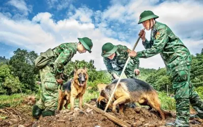 Loài động vật nào được huấn luyện để cứu hộ người gặp nạn