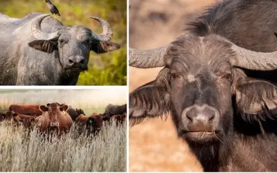 Loài động vật nào giúp con người trong nông nghiệp hiện đại