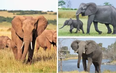 Loài động vật nào giúp tái tạo rừng trong hệ sinh thái