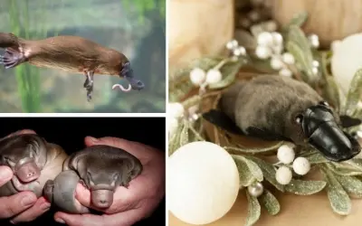 Loài động vật nào kỳ lạ nhất thế giới khiến bạn kinh ngạc