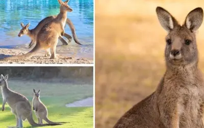 Loài động vật nào là biểu tượng của nước Úc nổi bật nhất