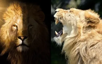 Loài động vật nào là biểu tượng của sự dũng cảm kiêu hãnh