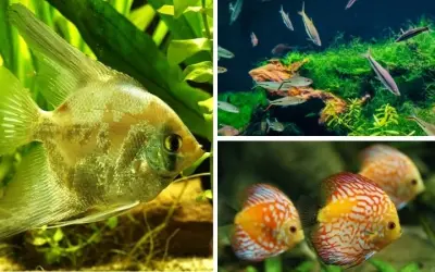 Loài động vật nào làm sạch môi trường nước hiệu quả