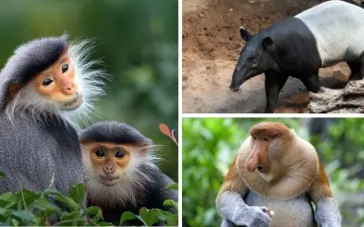 Loài động vật nào nằm trong danh sách nguy cấp nhất châu Á